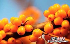 沙棘的功效与作用 沙棘的功效与作用及副作用