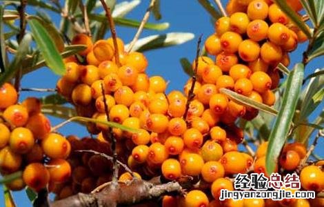 沙棘的功效与作用 沙棘的功效与作用及副作用