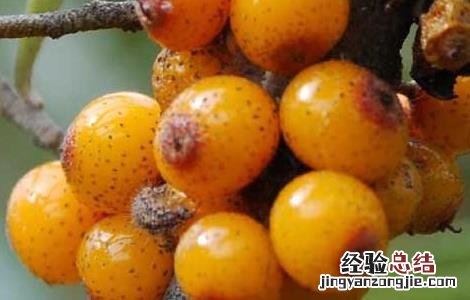沙棘的功效与作用 沙棘的功效与作用及副作用