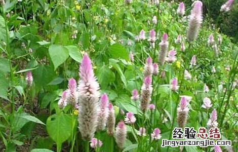 青葙子的功效与作用 青葙子的功效与作用和图片