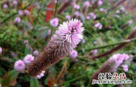 青葙子的功效与作用 青葙子的功效与作用和图片