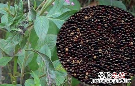 青葙子的功效与作用 青葙子的功效与作用和图片