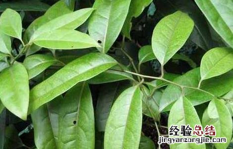 青风藤的功效与作用点的功效与作用 青风藤的功效与作用