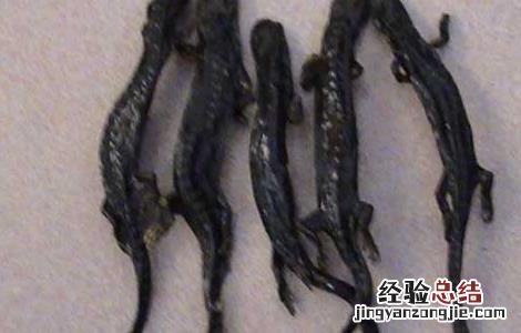 羌活鱼的功效与作用 羌活鱼的功效与作用的功能与主治