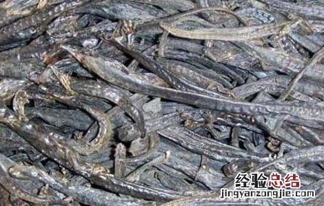 羌活鱼的功效与作用 羌活鱼的功效与作用的功能与主治