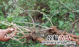 野枸杞根的作用与功效与作用 野红枸杞根有什么作用与功效
