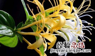 金银花的功效与作用及禁忌 金银花的功效与作用及禁忌症
