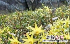 石斛花和什么一起泡最好 石斛花和什么一起泡最好吃