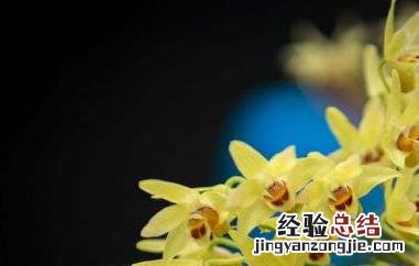 石斛花和什么一起泡最好 石斛花和什么一起泡最好吃