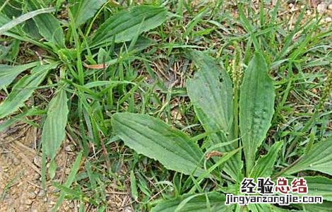 大车前和平车前功效一样吗 平车前的功效与作用