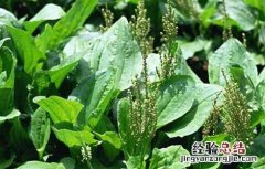 大车前和平车前功效一样吗 平车前的功效与作用