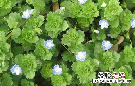 婆婆纳的功效与作用 中药婆婆纳的功效与作用