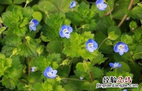 婆婆纳的功效与作用 中药婆婆纳的功效与作用