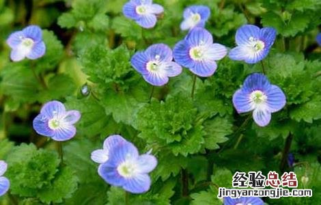 婆婆纳的功效与作用 中药婆婆纳的功效与作用