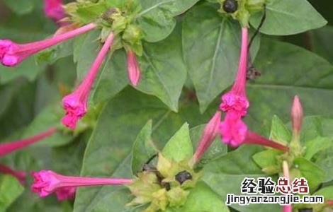 紫茉莉的功效与作用 喜马拉雅紫茉莉的功效与作用