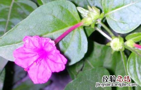 紫茉莉的功效与作用 喜马拉雅紫茉莉的功效与作用