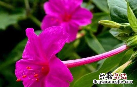 紫茉莉的功效与作用 喜马拉雅紫茉莉的功效与作用