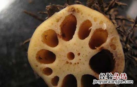 藕节芦根煮水的功效 藕节的功效与作用