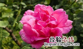 月季花开放时间是什么时候的 月季花开放时间是什么时候
