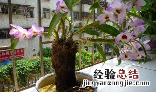 阳台适合种的花四季开花 阳台适合种的花