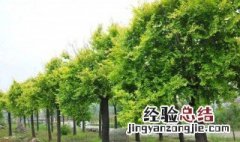 黄金榆树盆景 黄金榆树可以种在庭院吗