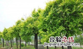 黄金榆树盆景 黄金榆树可以种在庭院吗