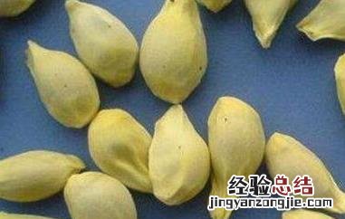 桔子籽粉的功效与作用及副作用 桔子籽粉的功效与作用及副作用及禁忌