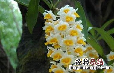 球花石斛的功效与作用 球花石斛的功效与作用图片