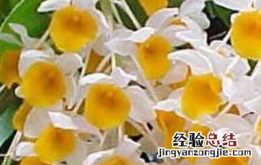 球花石斛的功效与作用 球花石斛的功效与作用图片