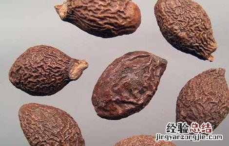 胖大海的功效与作用 胖大海的功效与作用一天泡几粒