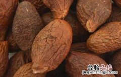 胖大海的功效与作用 胖大海的功效与作用一天泡几粒