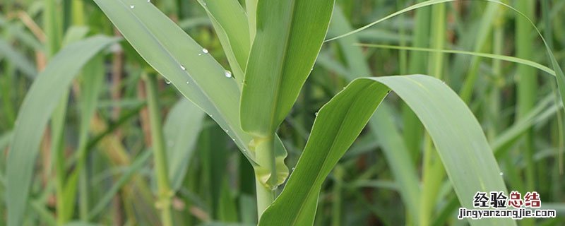 巨菌草绿洲一号牧春种苗国家属性 绿洲一号牧草与巨菌草区别