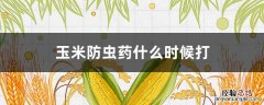 玉米防虫药什么时候打最好 玉米防虫药什么时候打