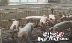 农民自配母猪饲料配方比例 农民自配母猪饲料配方