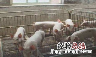 农民自配母猪饲料配方比例 农民自配母猪饲料配方