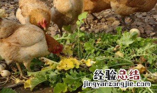 散养土蛋鸡品种的选择方法 散养土蛋鸡品种的选择