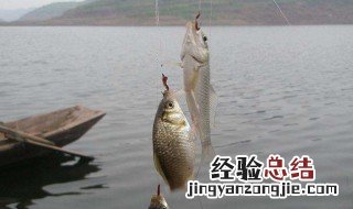 初春适合钓鲤鱼吗 初春用什么钓鲤鱼最好