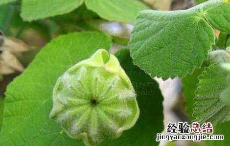 磨盘草的功效与作用 磨盘草的功效与作用、中医解释