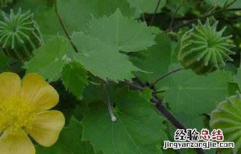 磨盘草的功效与作用 磨盘草的功效与作用、中医解释