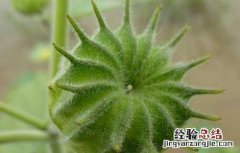 磨盘草的功效与作用 磨盘草的功效与作用、中医解释
