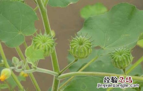 磨盘草的功效与作用 磨盘草的功效与作用、中医解释