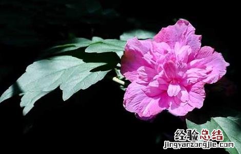 木槿花的功效与作用 木槿花的功效与作用禁忌