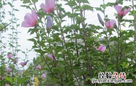 木槿花的功效与作用 木槿花的功效与作用禁忌