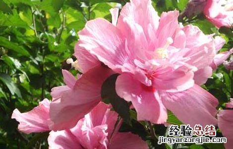 木槿花的功效与作用 木槿花的功效与作用禁忌