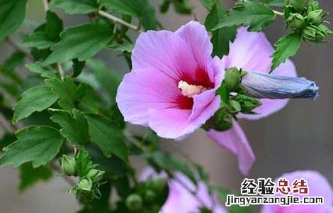 木槿花的功效与作用 木槿花的功效与作用禁忌