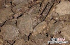 中药木鳖子的功效与作用 木鳖子的功效与作用