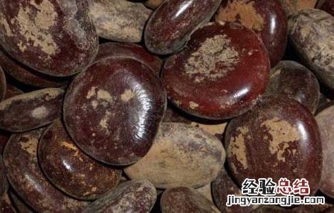 木腰子的功效与作用家解答 木腰子的功效与作用