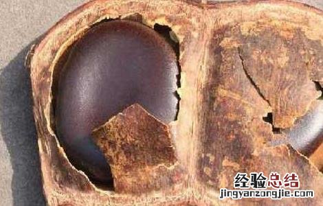木腰子的功效与作用家解答 木腰子的功效与作用
