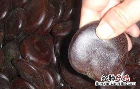 木腰子的功效与作用家解答 木腰子的功效与作用