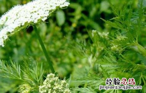 南鹤虱的功效与作用点 南鹤虱的功效与作用